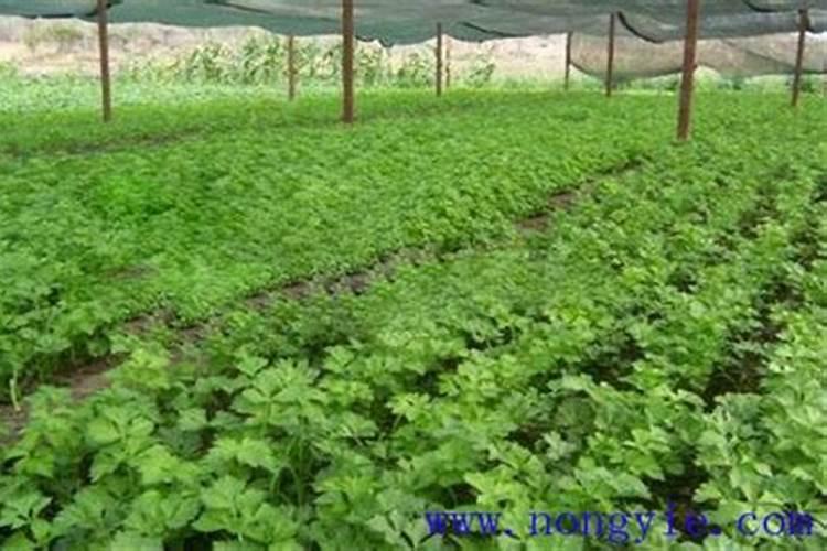 种芹菜用什么肥料好