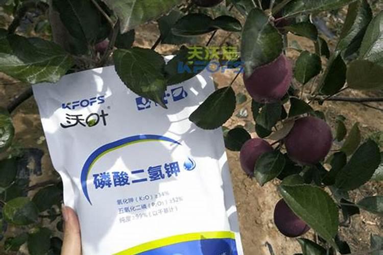 芒种的俗语