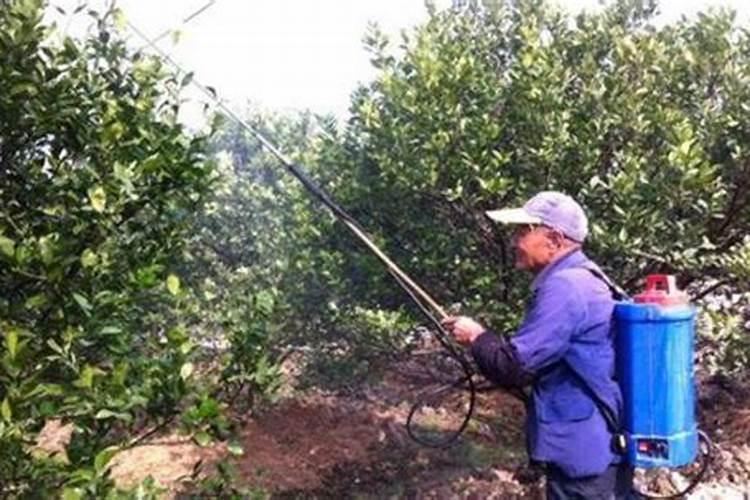 柑橘开花期需要施肥吗