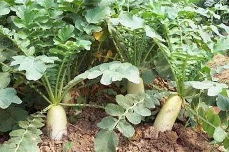 家庭盆栽橙子树怎么种植 家庭盆栽橙子树的种植方法