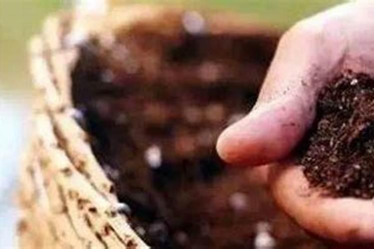 掺混肥如何辨别真假