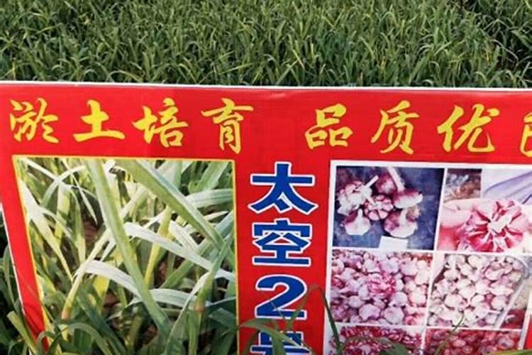 大蒜一亩地上多少肥料为合适