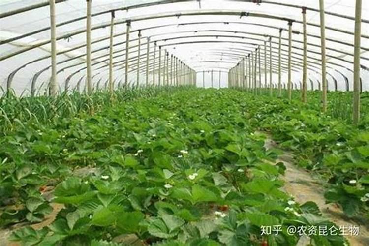 草莓! 施钾肥氯化钾和硫酸钾哪种比较好! 为什么？