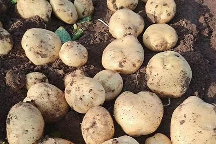 柑橘结果期冲施什么肥料好？柑橘保花保果用什么水溶肥好？