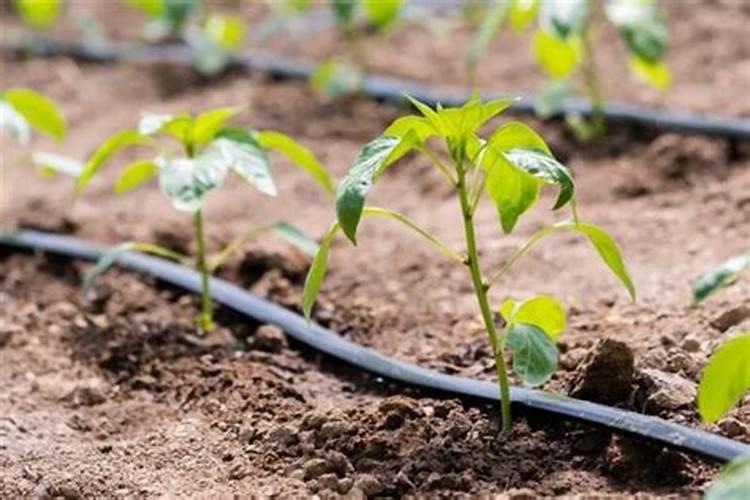 水培吊兰要不要施肥