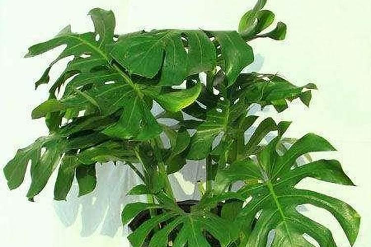 龟背竹如何正确浇水施肥