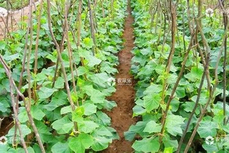 黄瓜挂果期追施用的肥料？黄瓜结果期施什么肥料好？