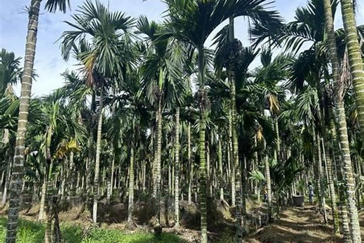 槟榔病虫害病特效配方