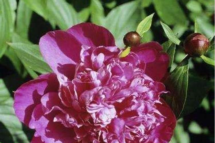 牡丹开花后如何施肥？