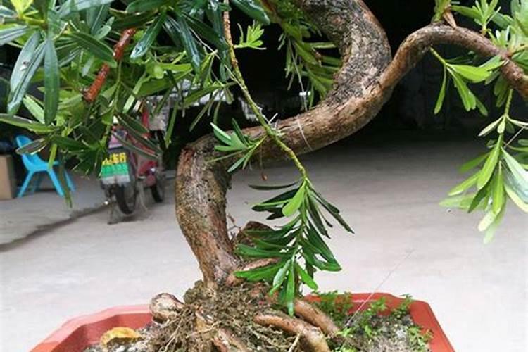油麦菜什么时候施肥合适？追肥用昆仑风什么时候合适