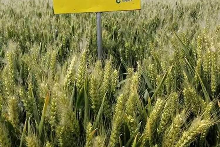 辣椒什么时候施肥好 辣椒的最佳施肥时间