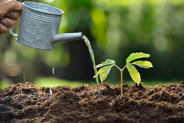 肥料可以用水溶解后浇花吗 需用更多水稀释再施用