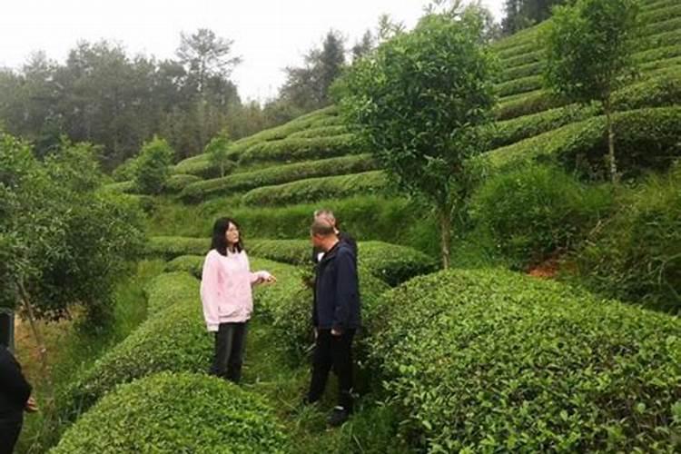 夏季做好茶园管理方法