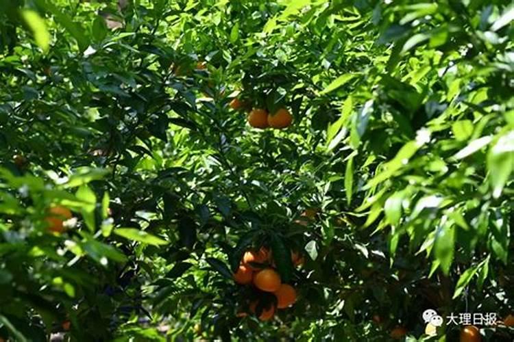 脐橙最佳施肥时间