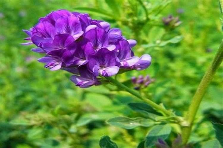 紫花苜蓿草的草料能做肥料吗