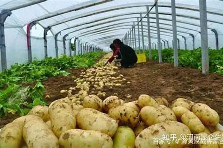 土豆开花后施什么肥料能提高产量