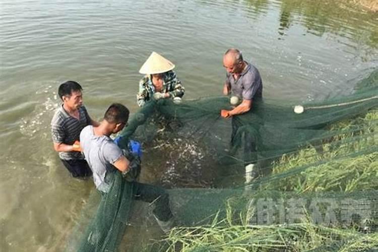 大棚哈密瓜的种植管理要点 哈密瓜水肥管理