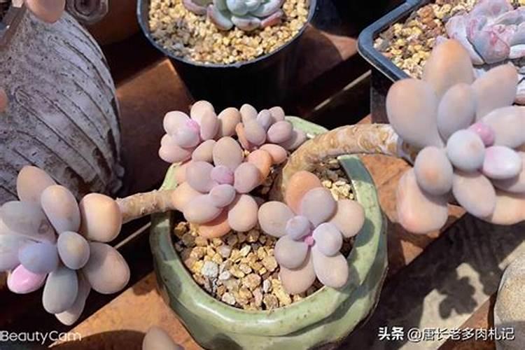 柑橘黄化如何治疗？