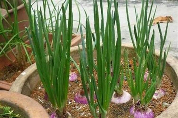 微生物菌剂叶面喷施正确用法