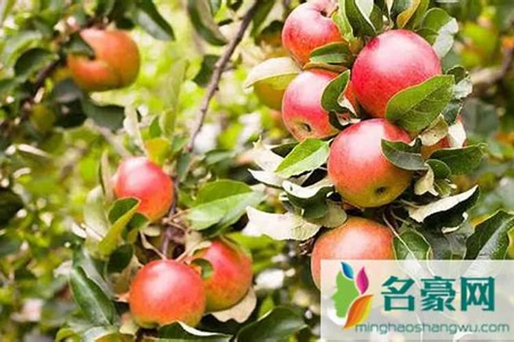 苹果几月份打硼好