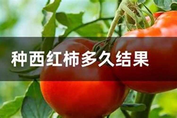 西红柿什么时候施肥