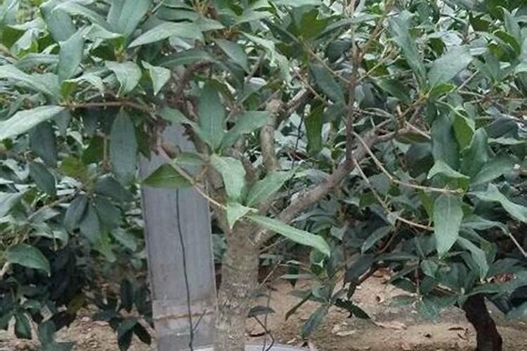 桂花开花前的用肥方法