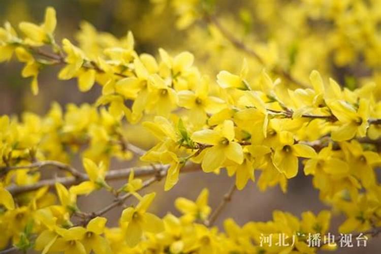 黄桃干在什么季节制作 黄桃干制作方法是什么