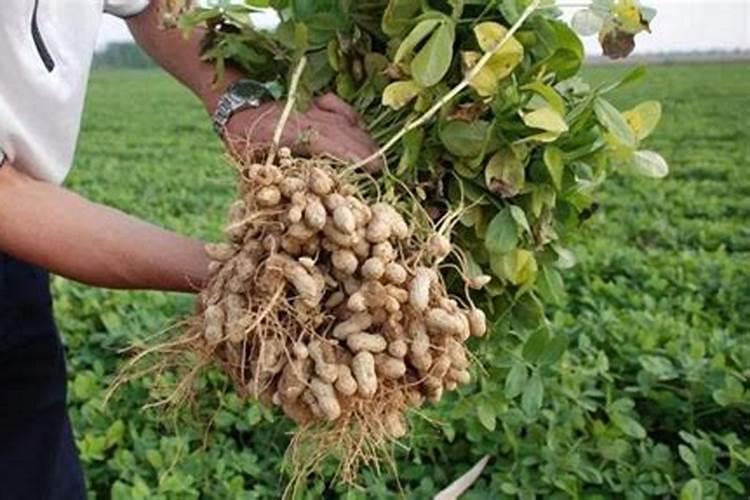 花生喷施硼肥的最佳时间