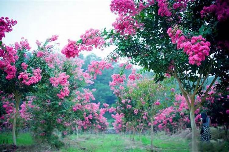 紫薇花与丁香花哪个适合种在院子里？