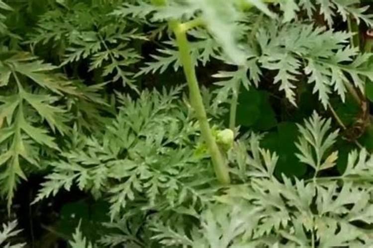 川芎适合氯化钾肥种植吗