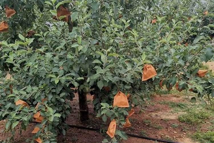 平衡水溶肥配方 新型水溶肥配方多