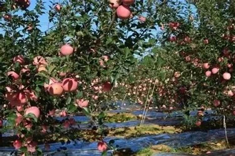 桂花用什么肥料最好最旺