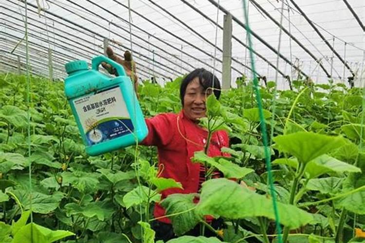 西红柿追肥用什么肥料