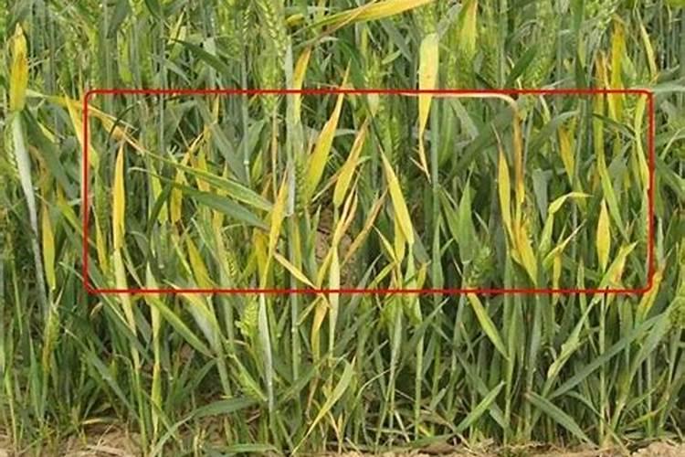 什么是有机化肥？