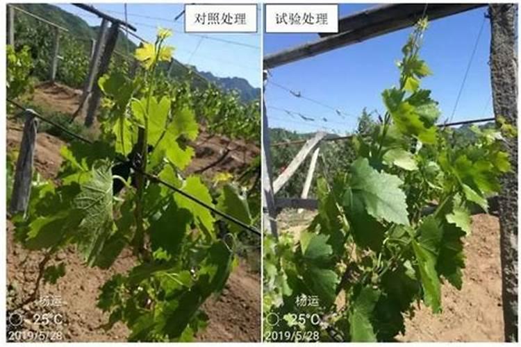 夏插葡萄可用米醋水浇灌吗