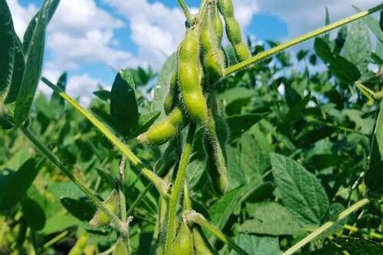黄豆打叶面肥能加尿素吗几点打最好？