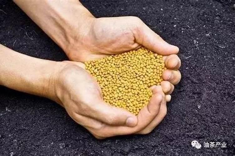 茶麸可以做肥料吗