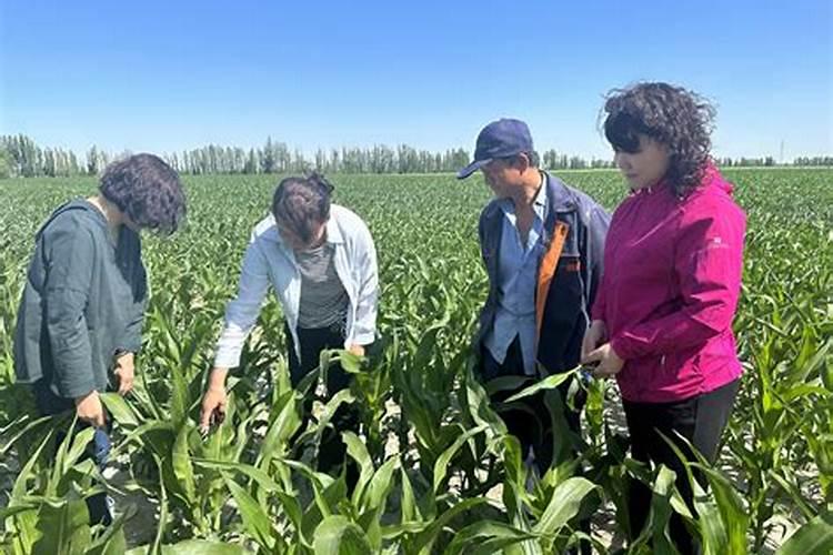 黄桃施肥最佳时间 施什么肥料好