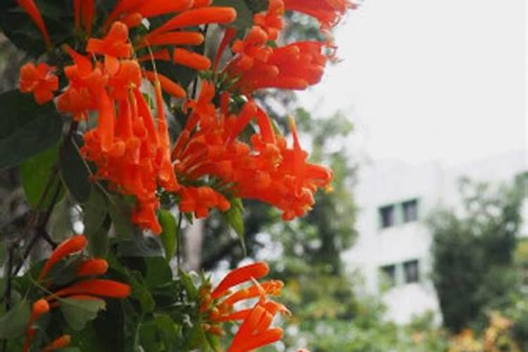 炮仗花怎么施肥炮仗花的正确施肥方法