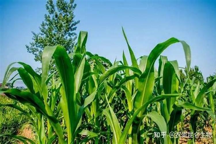 果树出现严重的黄叶病怎么办