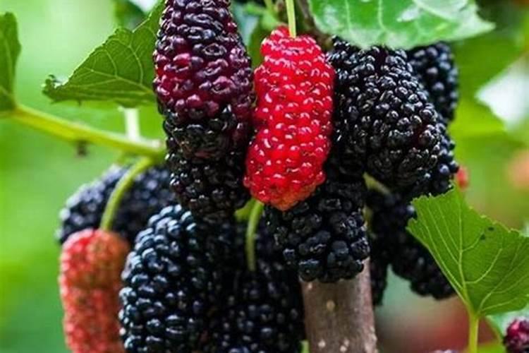 桃,桑椹两种果树如何施肥？