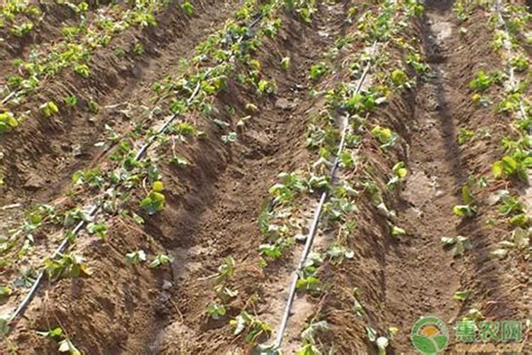 发酵罐中搅拌器的应用 (bxss)