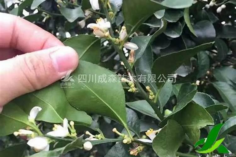 在种植柑橘时,你认为最佳的施肥时间是什么时候？
