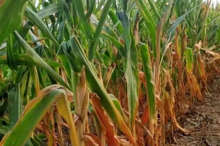 山西侯马特产:侯马红富士苹果