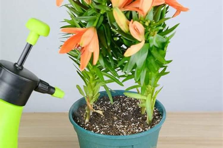 百合花怎么施肥浇水正确(怎么施肥才能长得好促使开花)