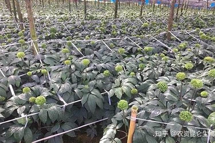 月季花冬季怎么施肥