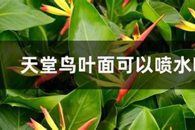 天堂鸟开花怎么养护