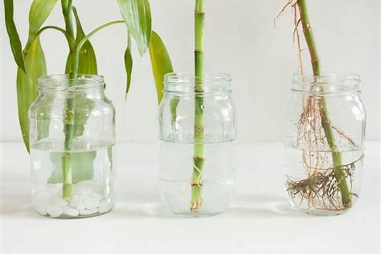 百香果钾肥过量会出现什么问题