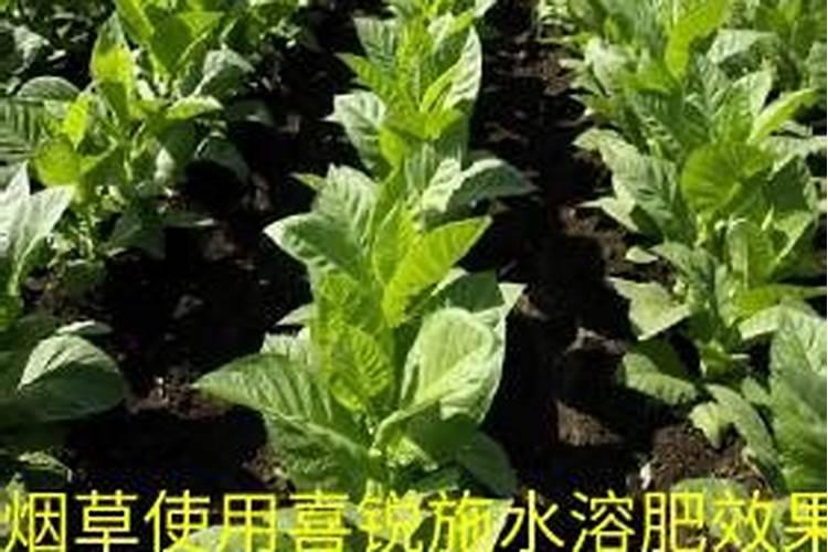 脐橙怎样剪枝放秋梢