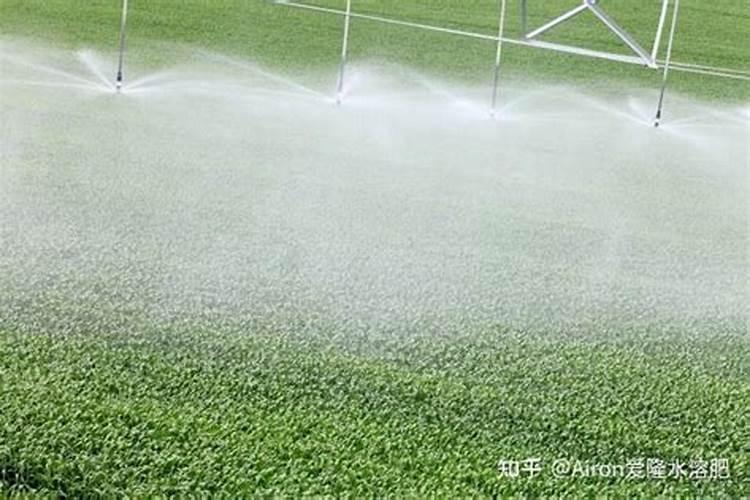 蝴蝶兰可以用芸苔素吗